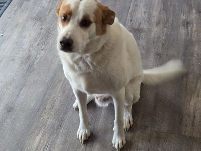 male dog