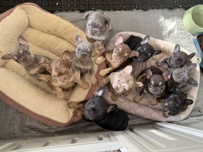 French Bulldogs puppies HEALTH tested!