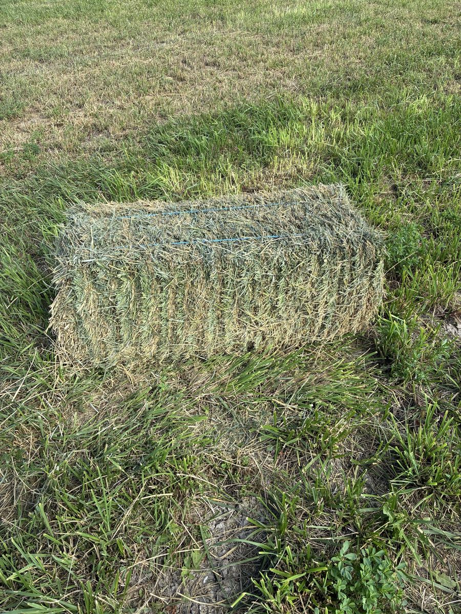 Alfalfa grass hay mix