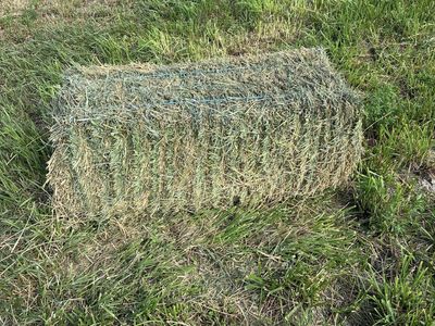 Alfalfa grass hay mix