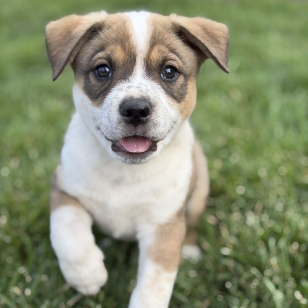 Hello my name is Bacon