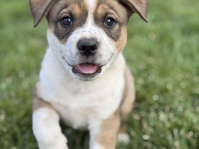 Hello my name is Bacon