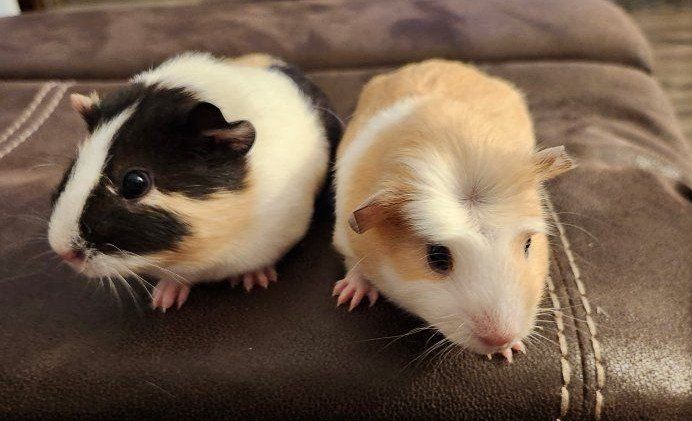 Baby Guinea pigs 7 weeks old one male and two females
