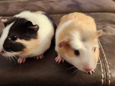 Baby Guinea pigs 7 weeks old one male and two females