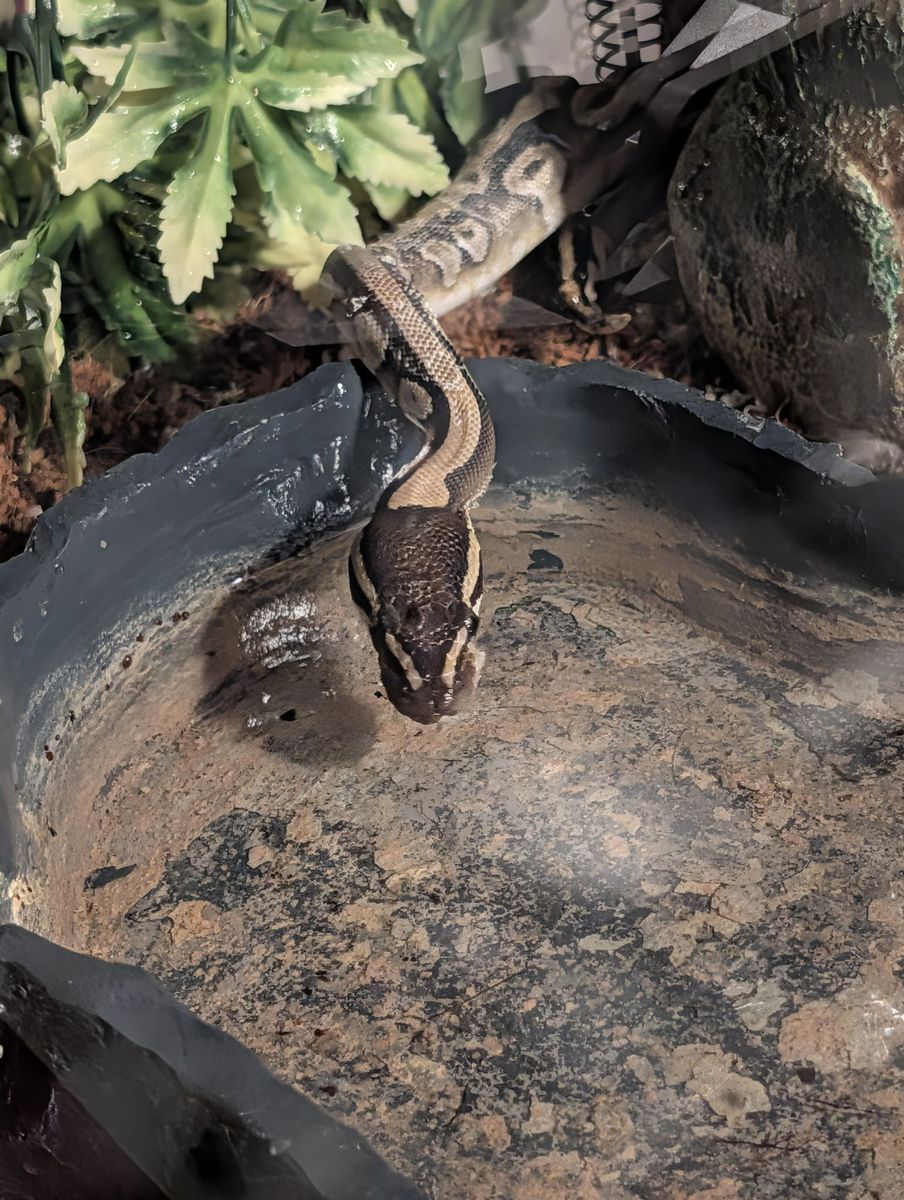 Ball python