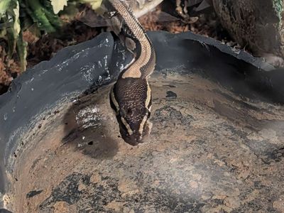 Ball python