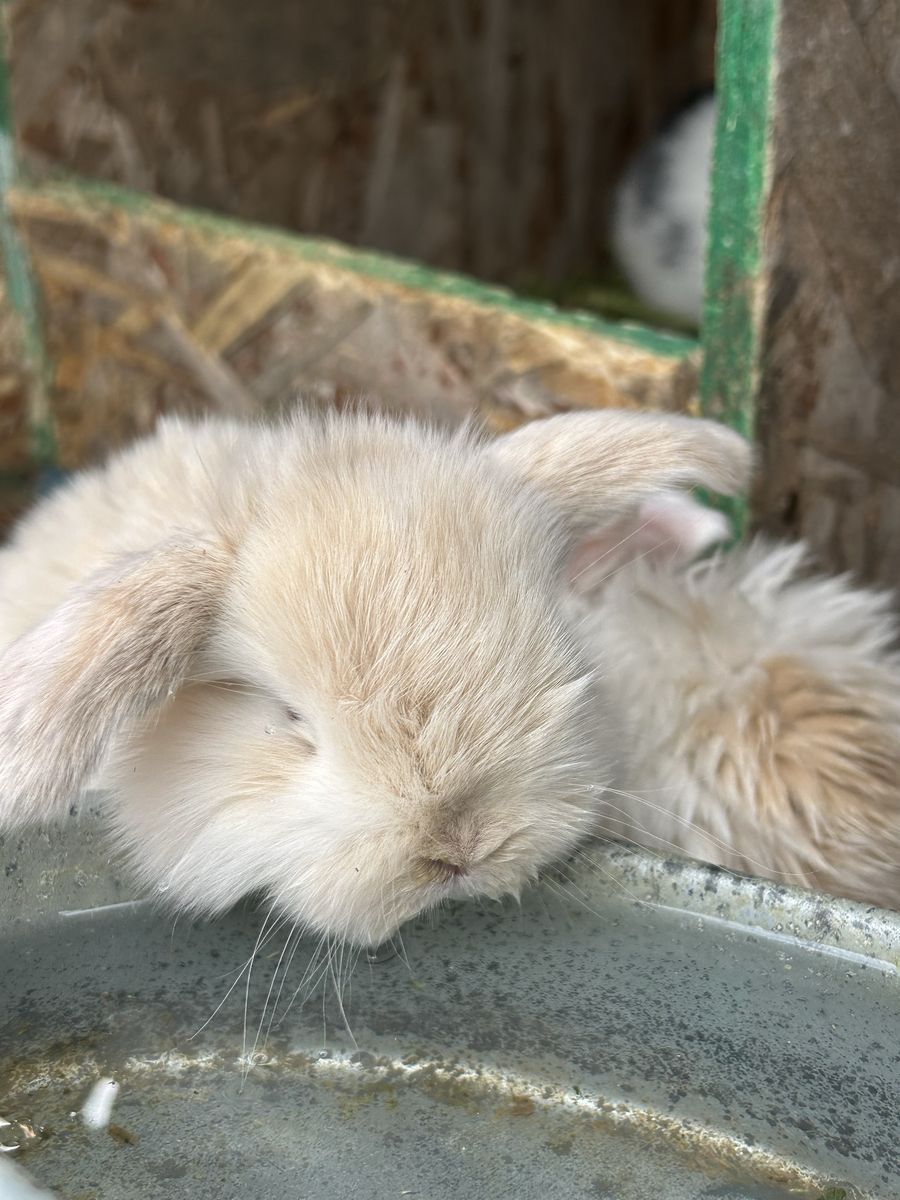 Adorable holland lop male!