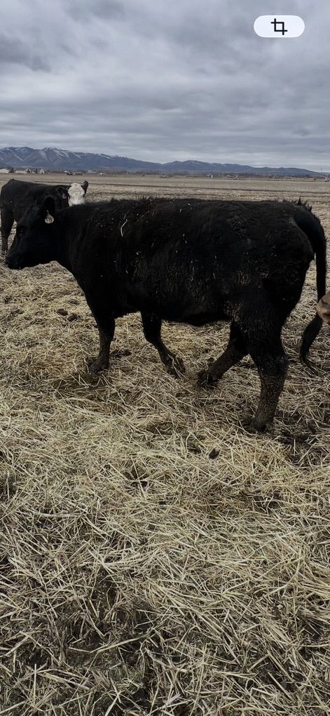 1/2 Wagyu Heifer For Butcher