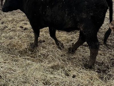 1/2 Wagyu Heifer For Butcher