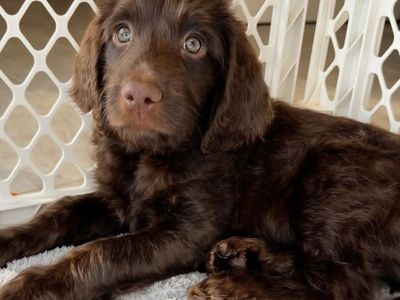 READY NOW | Labradoodle Puppy