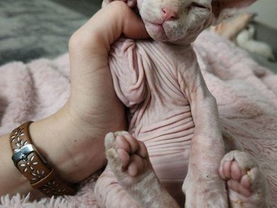 Sphynx babies