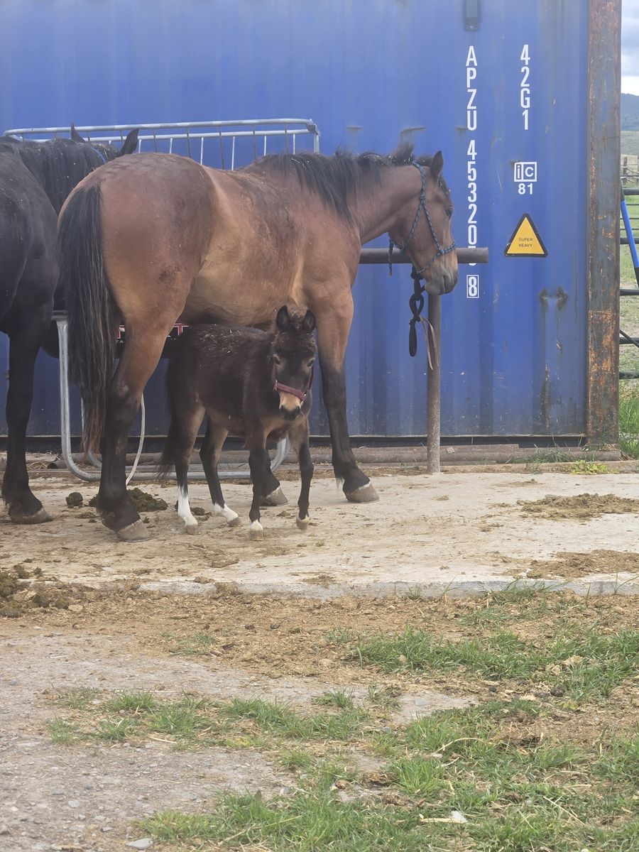 Mini mule