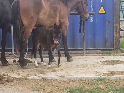 Mini mule