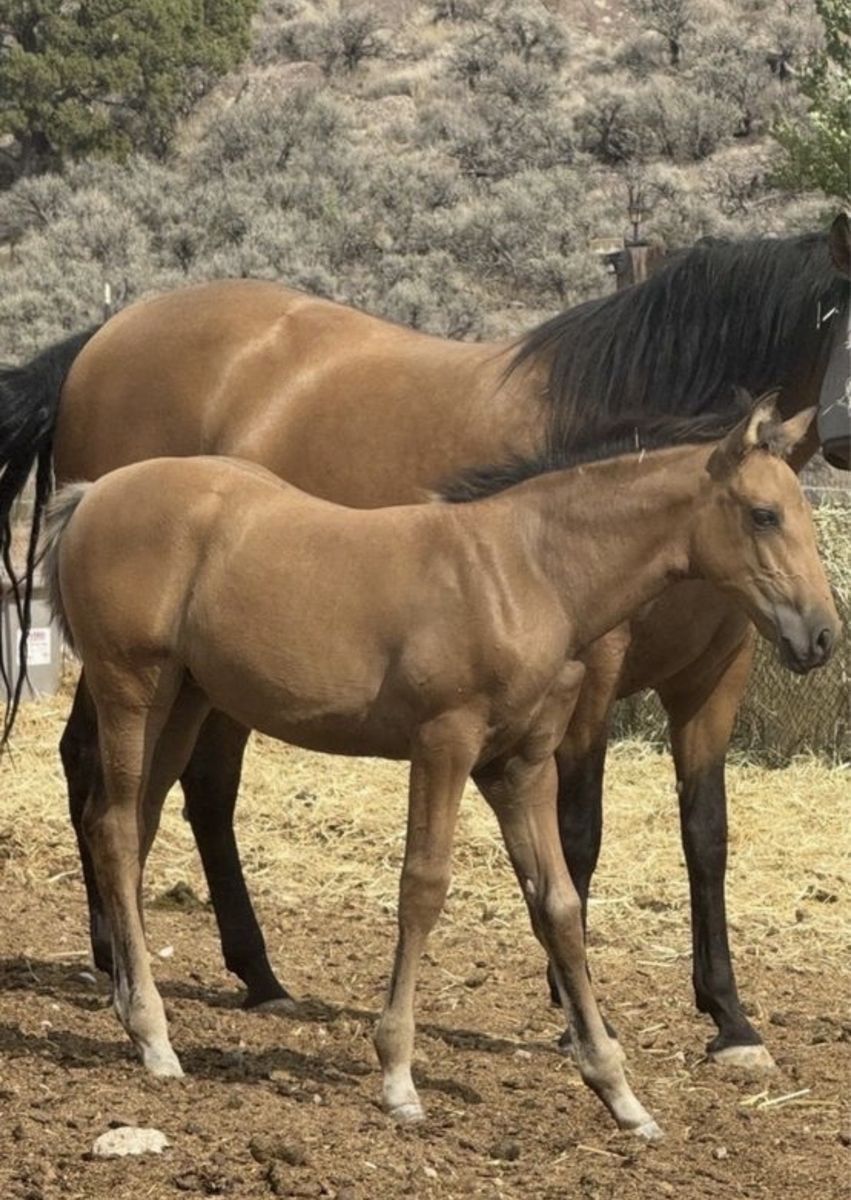 Horse Andalusian 