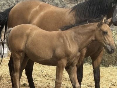 Horse Andalusian