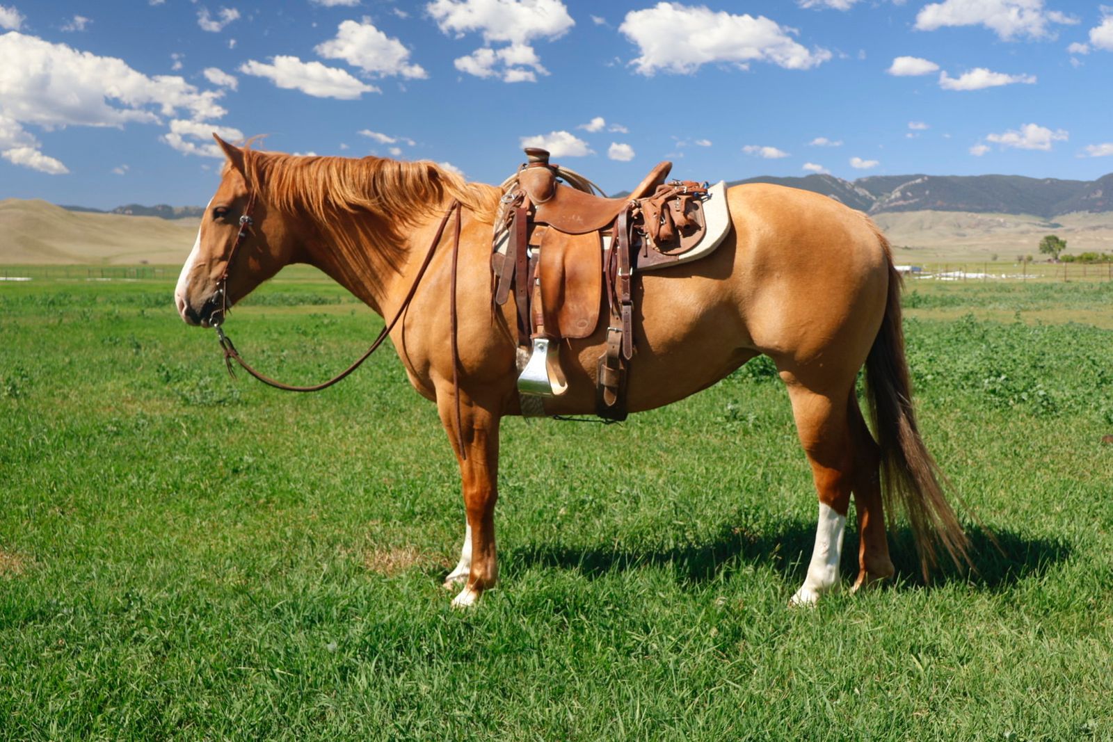 “Pickles” 6yr old Percheron QH cross mare