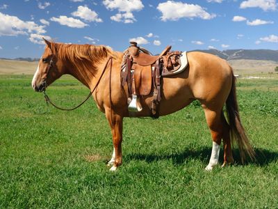 βPicklesβ 6yr old Percheron QH cross mare