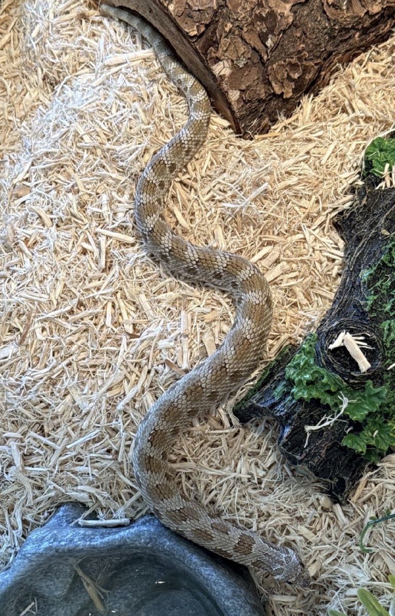 FULL SETUP + Male Arctic Anaconda Western Hognose Snake