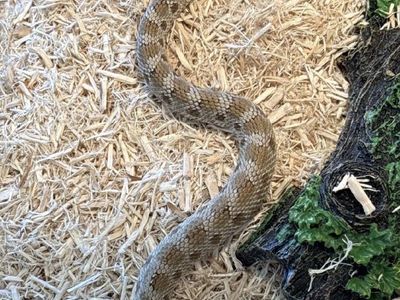 FULL SETUP + Male Arctic Anaconda Western Hognose Snake