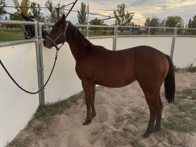 AQHA Filly