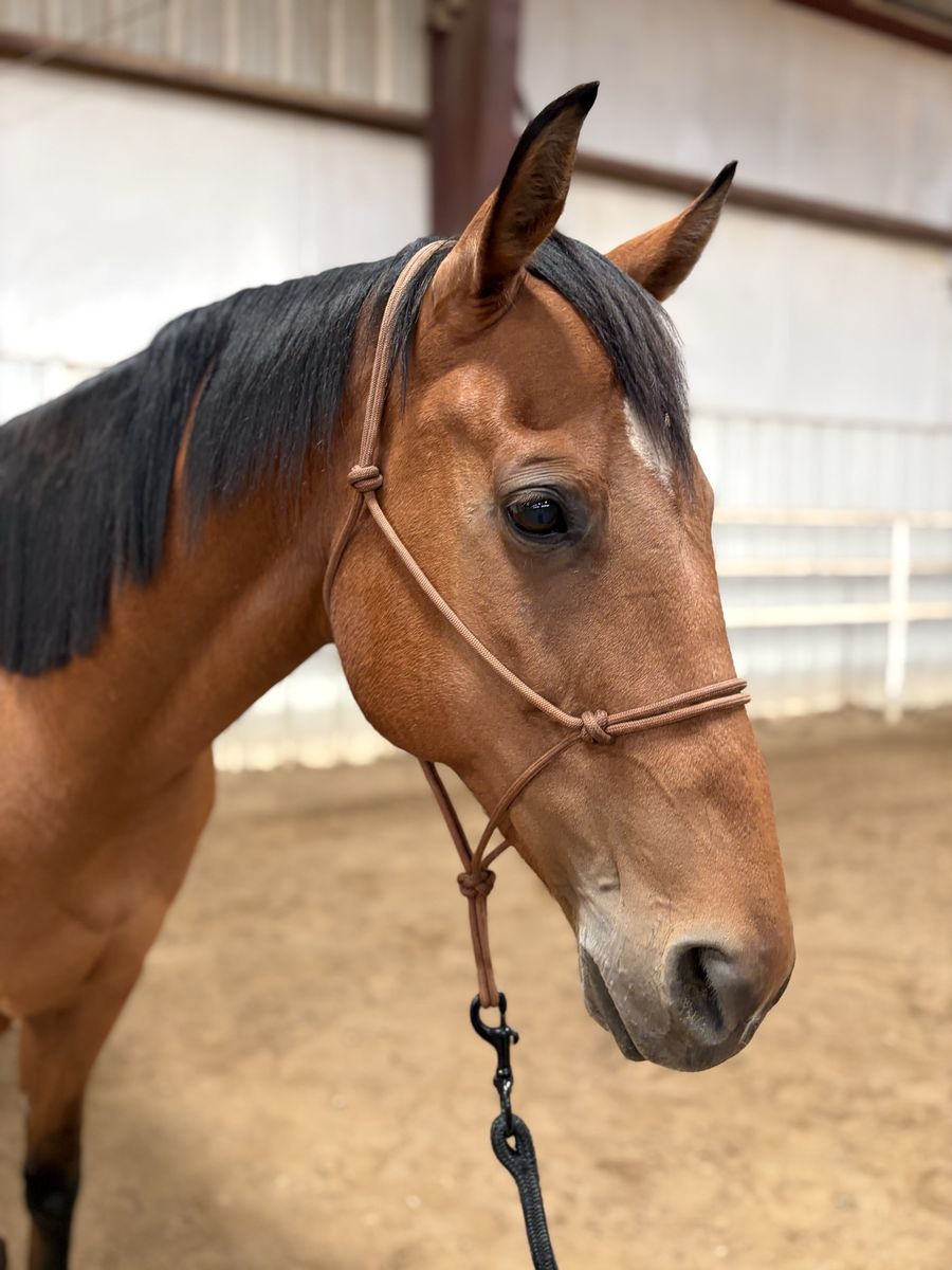 AQHA Bay Mare