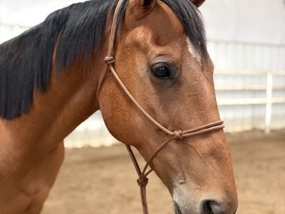 AQHA Bay Mare