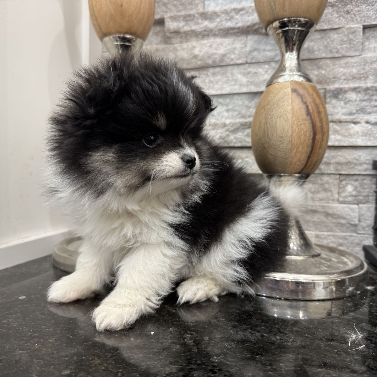 Mini Pomsky -Male