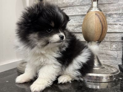 Mini Pomsky -Male