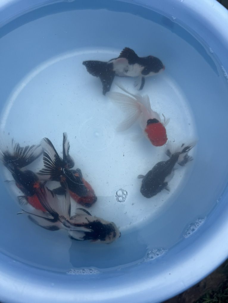 Highquality Tri Oranda Goldfish