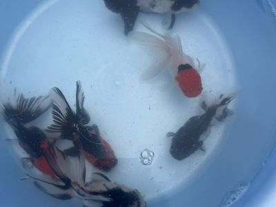 Highquality Tri Oranda Goldfish