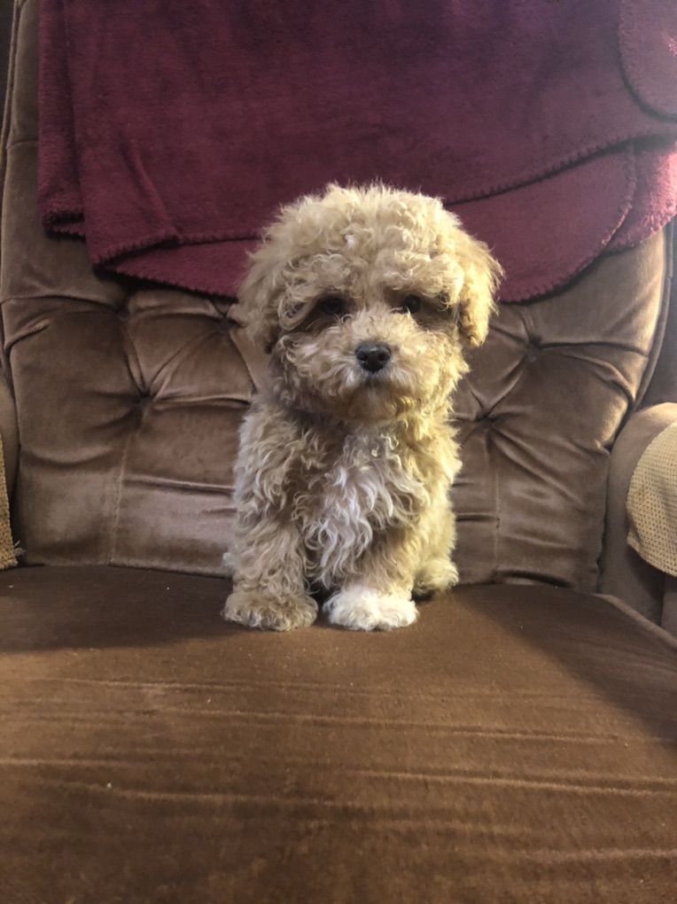 Toy Poodle