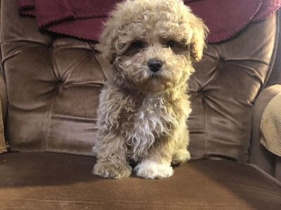 Toy Poodle