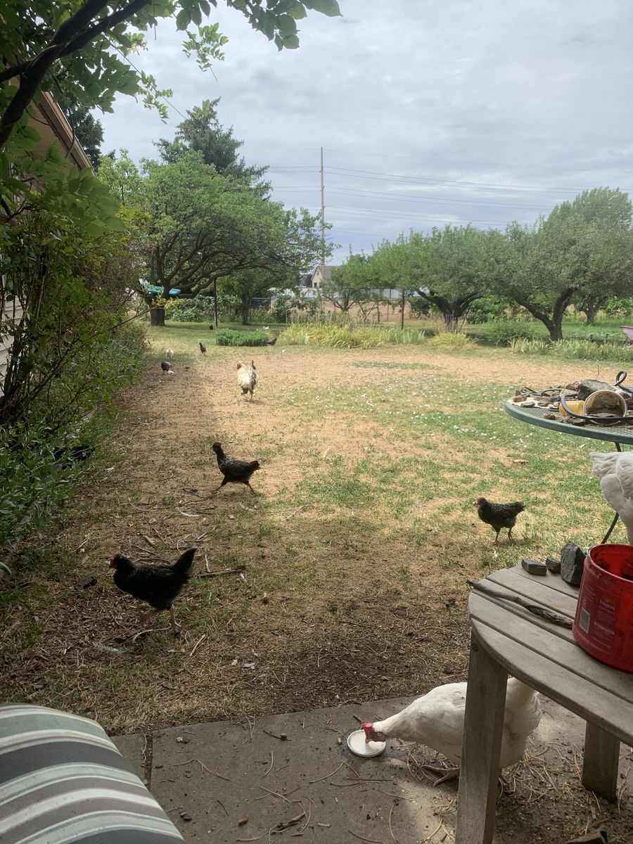 pullets