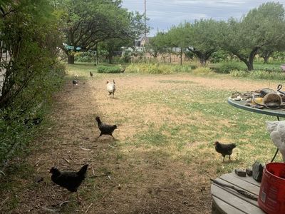 pullets