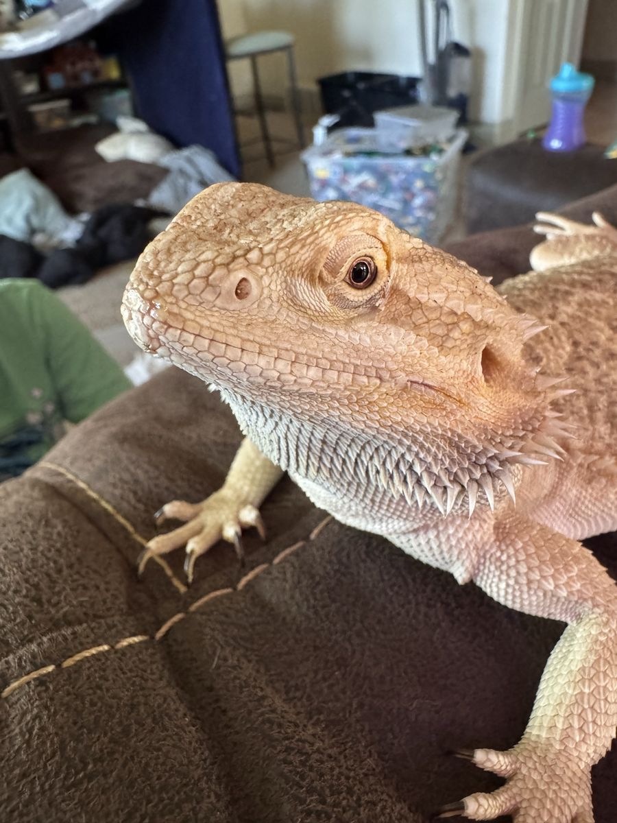 Female Bearded Dragon