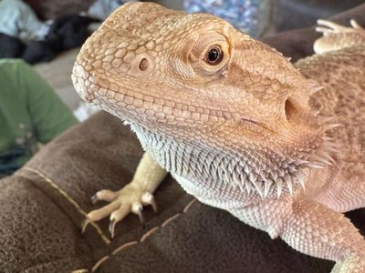 Female Bearded Dragon