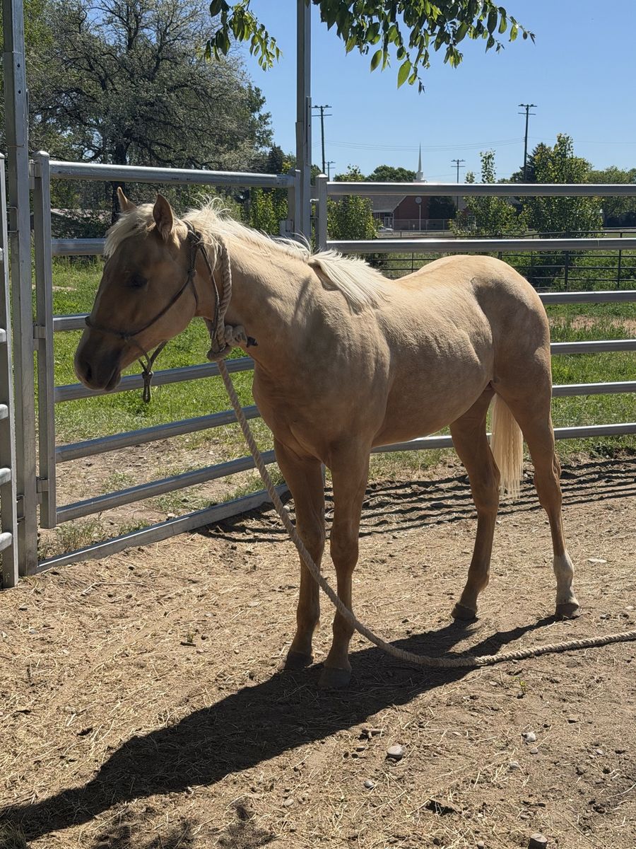 2025 Palomino AQHA yearling stud colt