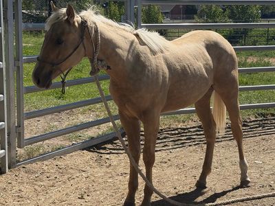 2025 Palomino AQHA yearling stud colt