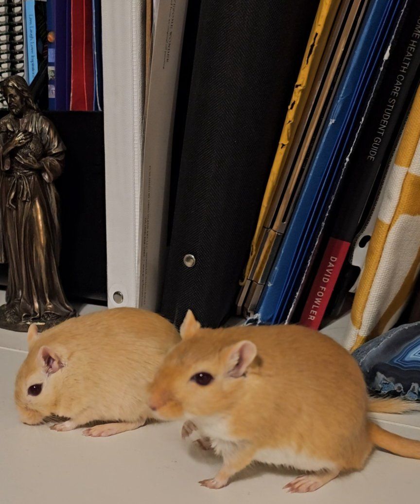 2 Gerbils & Supplies