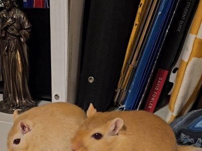 2 Gerbils & Supplies