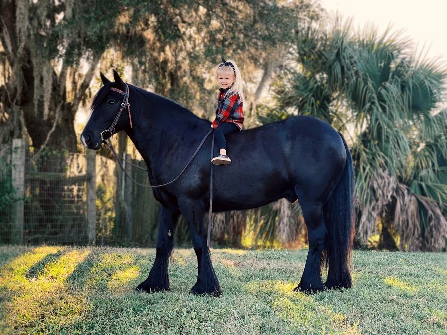 Black Gypsy Vanner Gelding