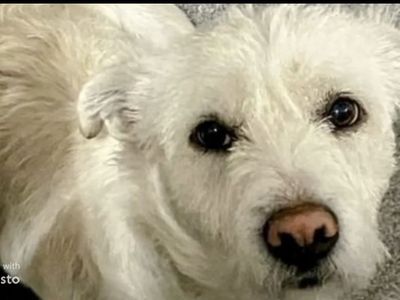 Meet Teddy the Westie!