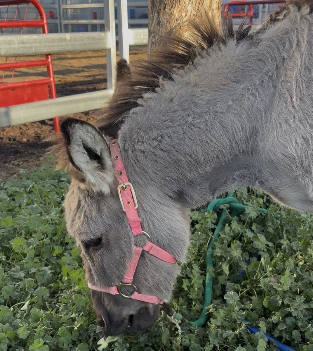 Helping re-home a true tiny tiny mini Jenny donkey