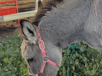 Helping re-home a true tiny tiny mini Jenny donkey