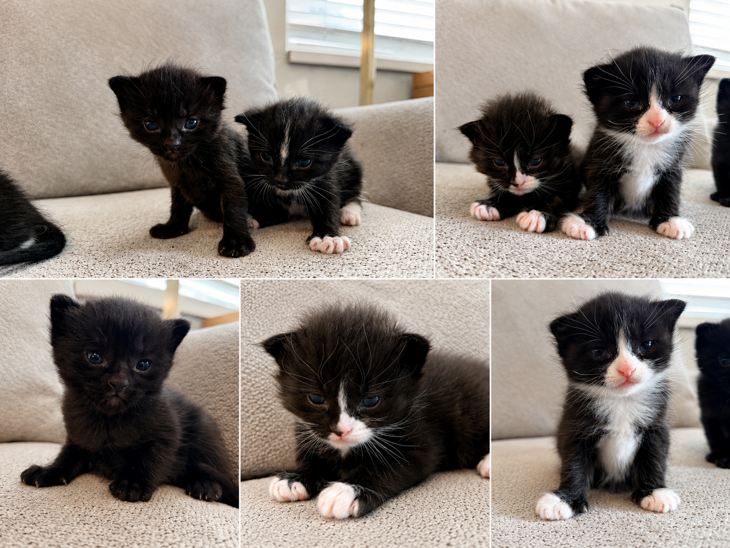 Tuxedo Shorthaired & Long-Haired Flame Point Domestic Kittens
