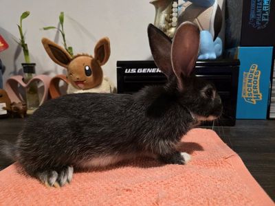 TAMUK/Harlequin Cross Rabbit - Pet, Meat, Broodstock