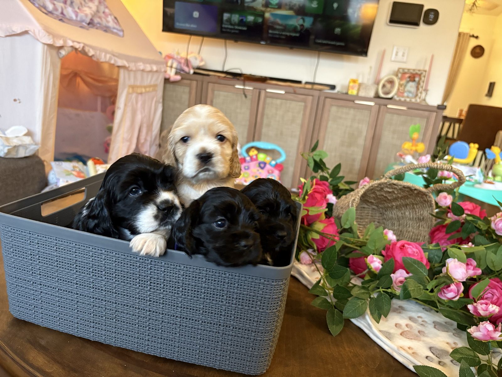 Cocker Spaniel Puppies