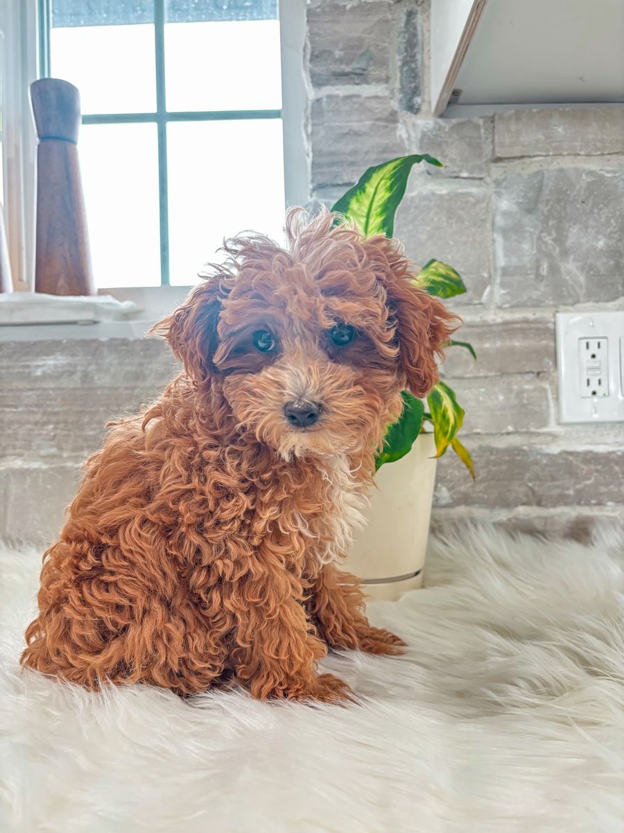 Akc - Teddy Bear 🧸 Toy Poodle