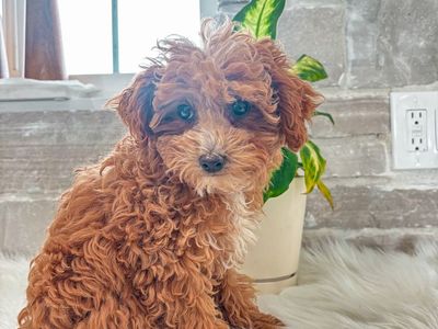 Akc - Teddy Bear 🧸 Toy Poodle