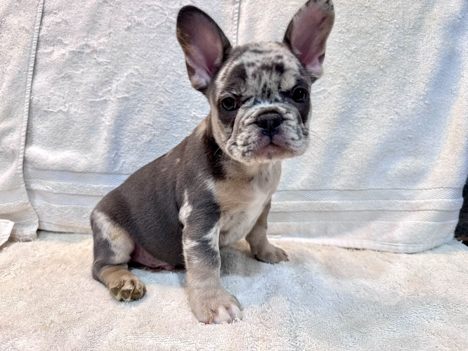 AKC French Bulldog Puppies